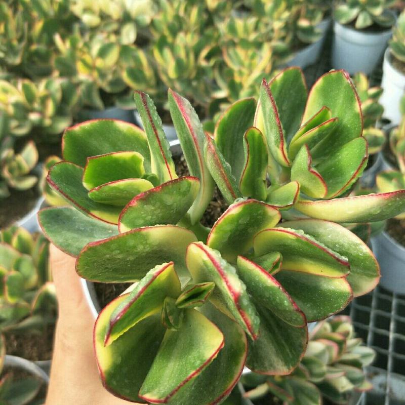 落日之雁新花月锦多肉植物肉肉植物萌肉肉组合盆栽