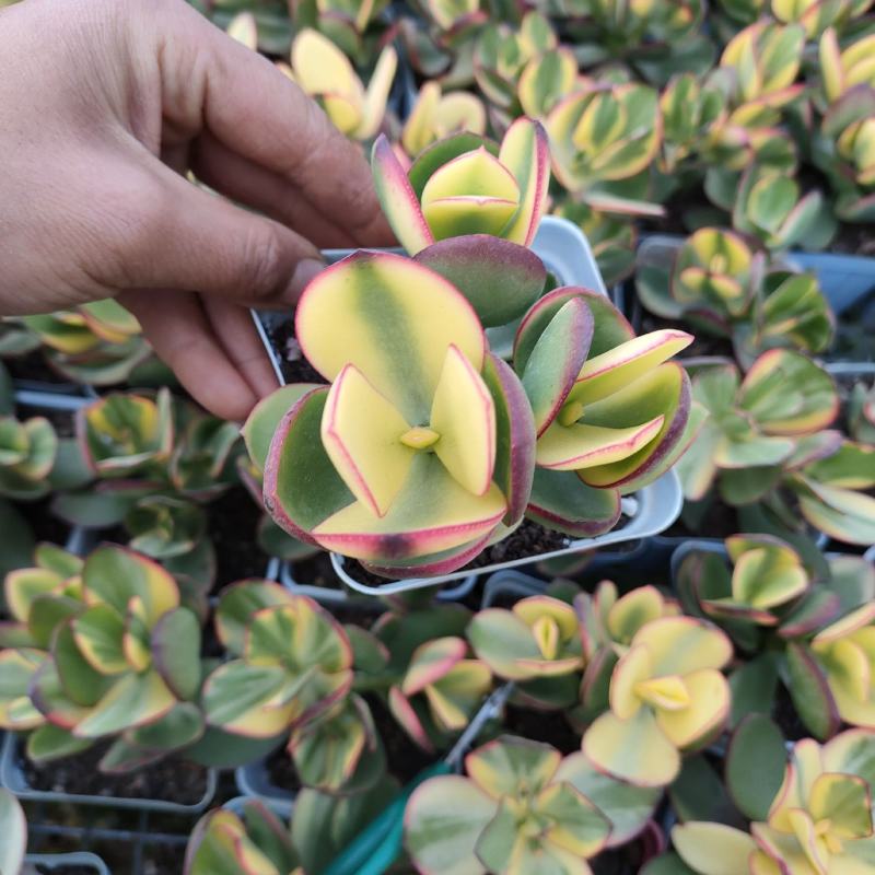 落日之雁新花月锦多肉植物肉肉植物萌肉肉组合盆栽