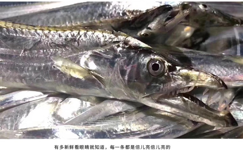 黄金带鱼段东海钓带鱼黄嘴黄鳍鱼新鲜礼盒批发供应