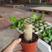 巴西木幸运木开花盆栽水养水培植物办公室内格鲁特带芽绿植小