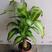 巴西木幸运木开花盆栽水养水培植物办公室内格鲁特带芽绿植小