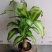 巴西木幸运木开花盆栽水养水培植物办公室内格鲁特带芽绿植小