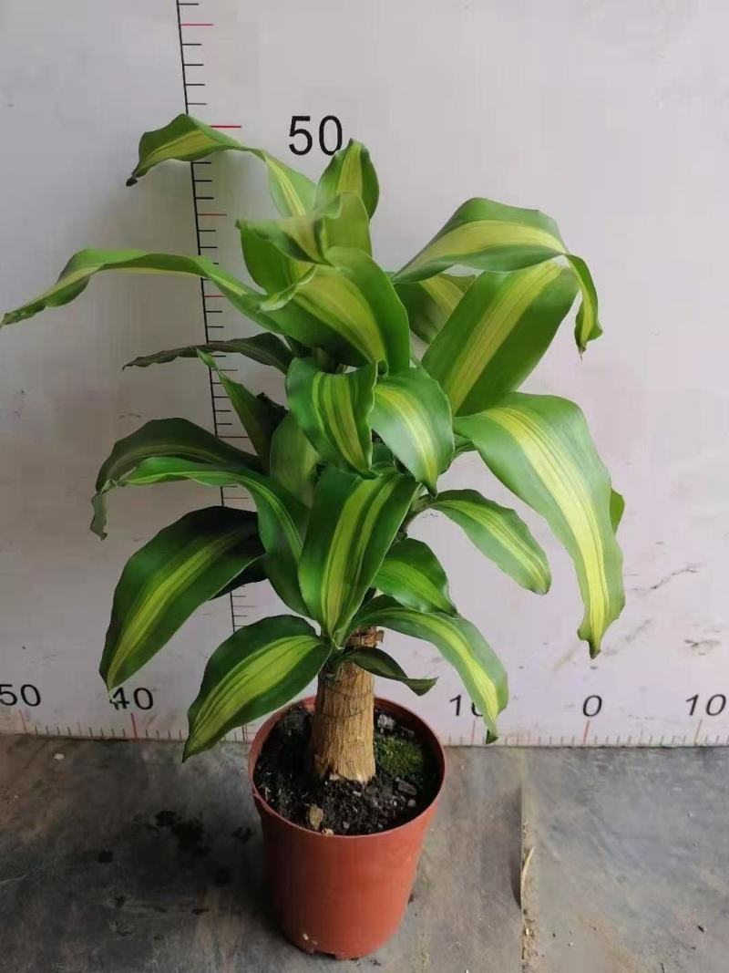 巴西木幸运木开花盆栽水养水培植物办公室内格鲁特带芽绿植小