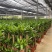 巴西木幸运木开花盆栽水养水培植物办公室内格鲁特带芽绿植小