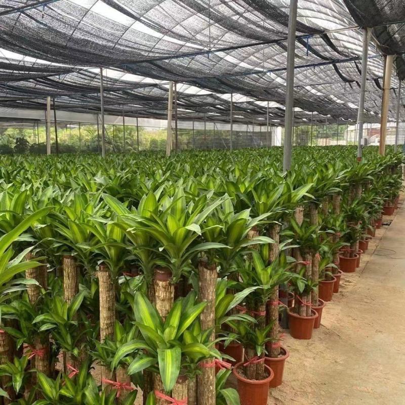 巴西木幸运木开花盆栽水养水培植物办公室内格鲁特带芽绿植小