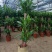 巴西木幸运木开花盆栽水养水培植物办公室内格鲁特带芽绿植小