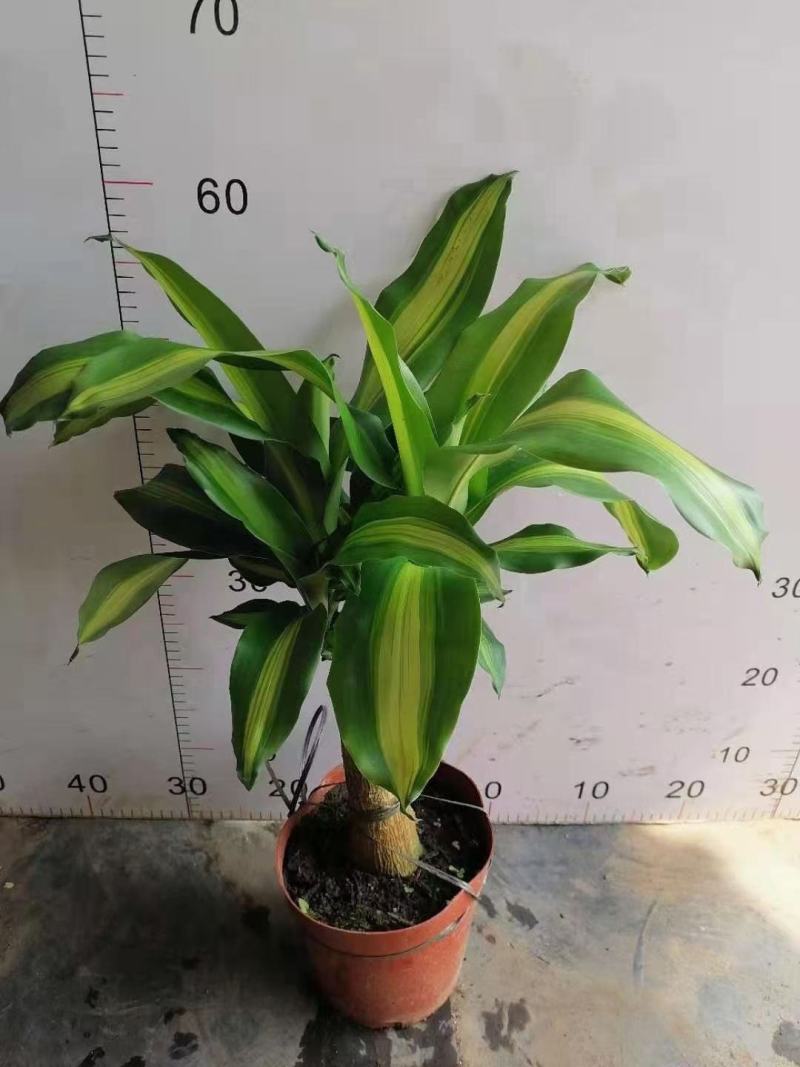 巴西木幸运木开花盆栽水养水培植物办公室内格鲁特带芽绿植小