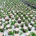 巴西木幸运木开花盆栽水养水培植物办公室内格鲁特带芽绿植小