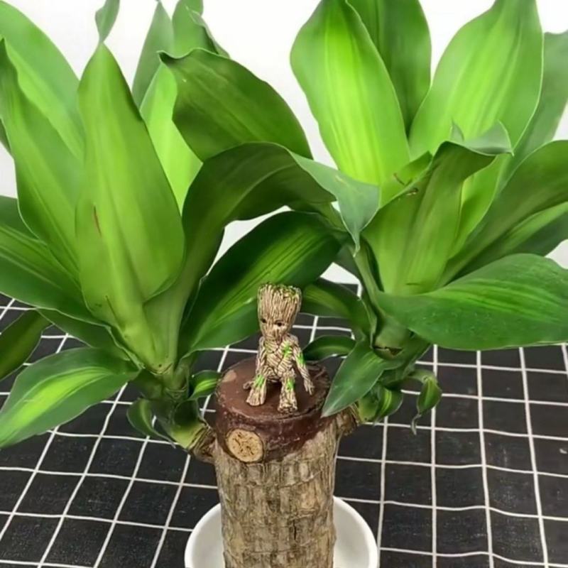 巴西木幸运木开花盆栽水养水培植物办公室内格鲁特带芽绿植小