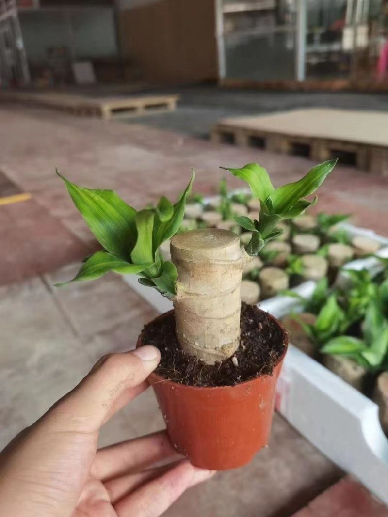 巴西木幸运木开花盆栽水养水培植物办公室内格鲁特带芽绿植小
