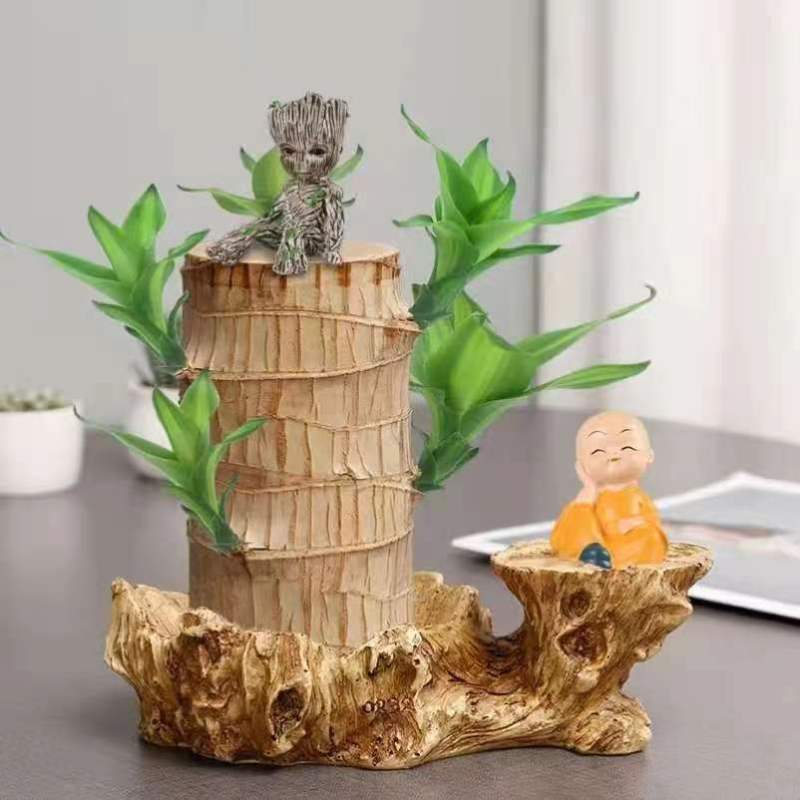 巴西木幸运木开花盆栽水养水培植物办公室内格鲁特带芽绿植小