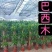 巴西木幸运木开花盆栽水养水培植物办公室内格鲁特带芽绿植小