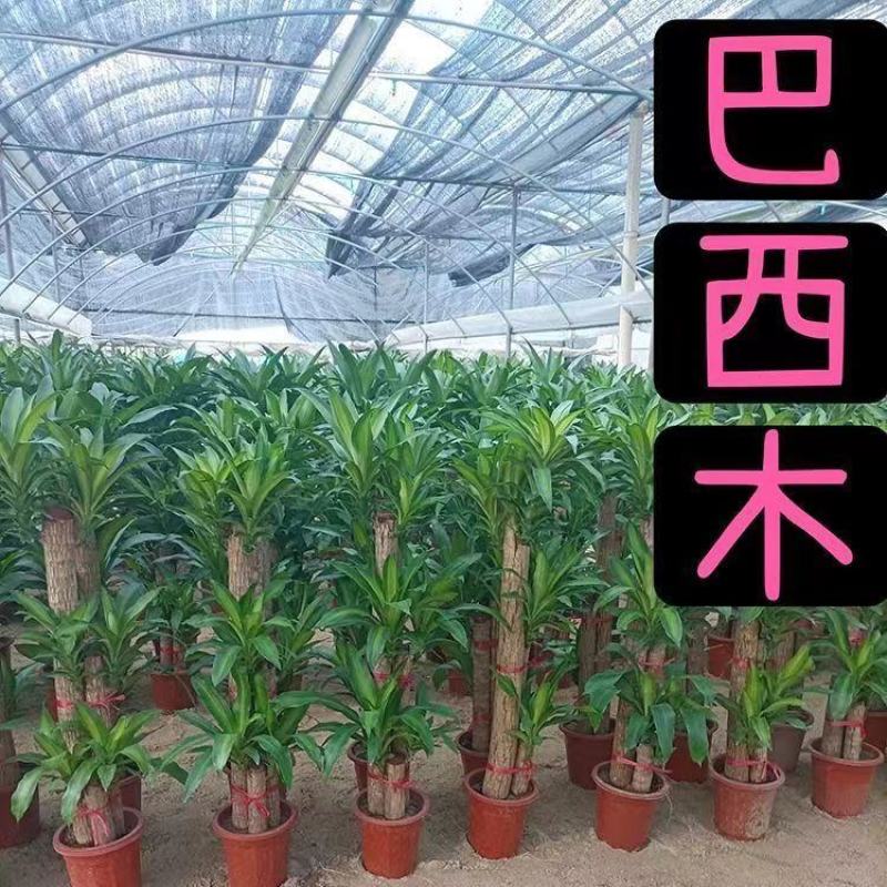 巴西木幸运木开花盆栽水养水培植物办公室内格鲁特带芽绿植小