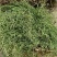 凤尾草井边栏新货自然晒干无硫熏批发零售无根