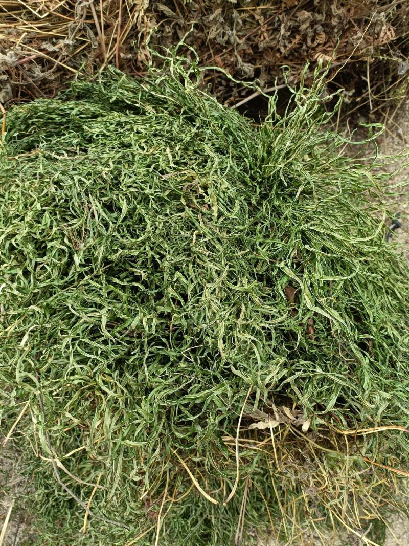 凤尾草井边栏新货自然晒干无硫熏批发零售无根