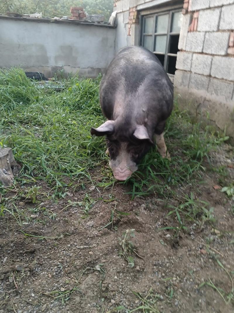 巴克夏猪种公猪精选精育专业繁殖美系原种巴克夏种猪