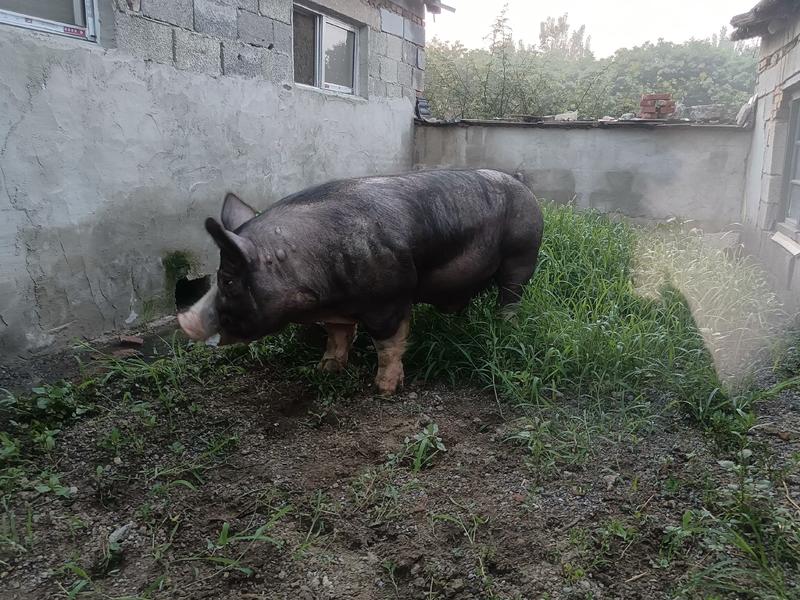 巴克夏猪种公猪精选精育专业繁殖美系原种巴克夏种猪
