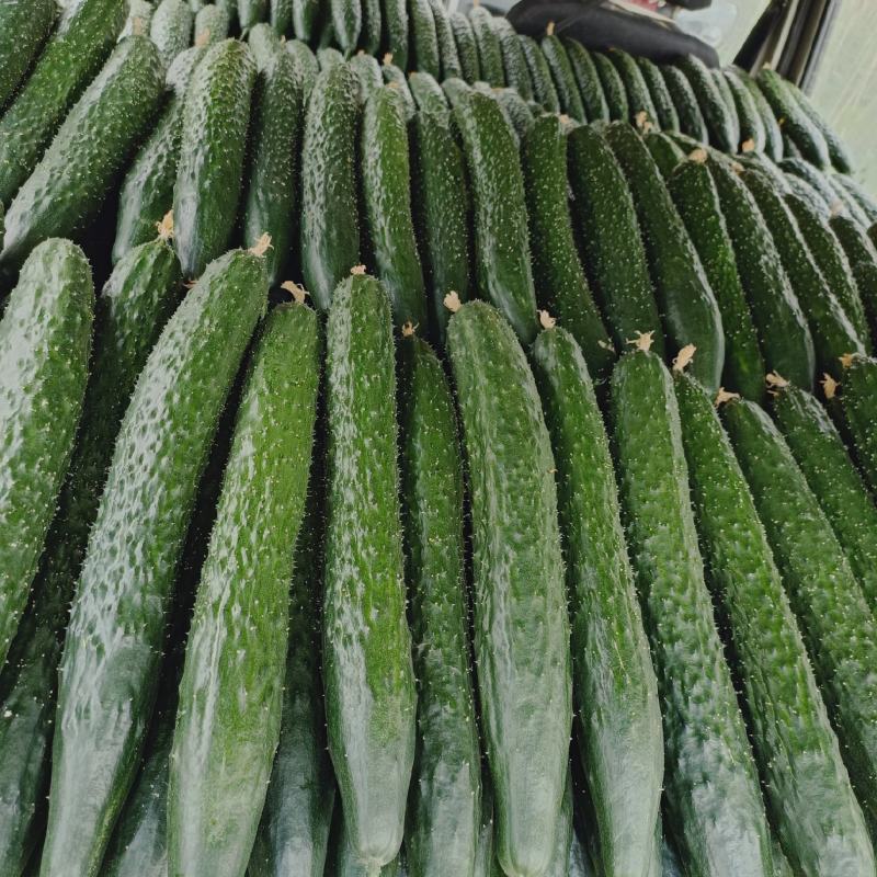 黄瓜