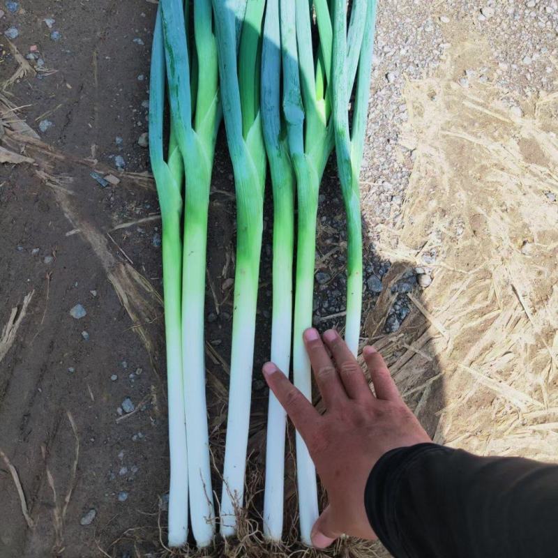 河北邢台优质长白大葱基地种植货源充足，质量有保障