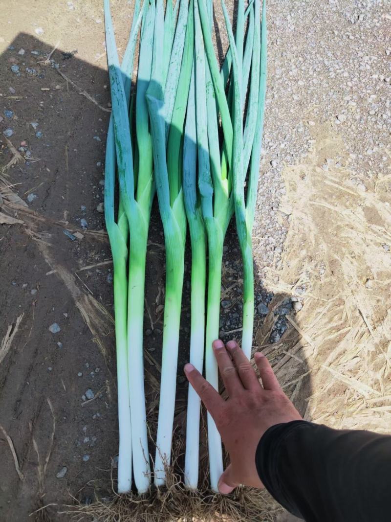 河北邢台优质长白大葱基地种植货源充足，质量有保障