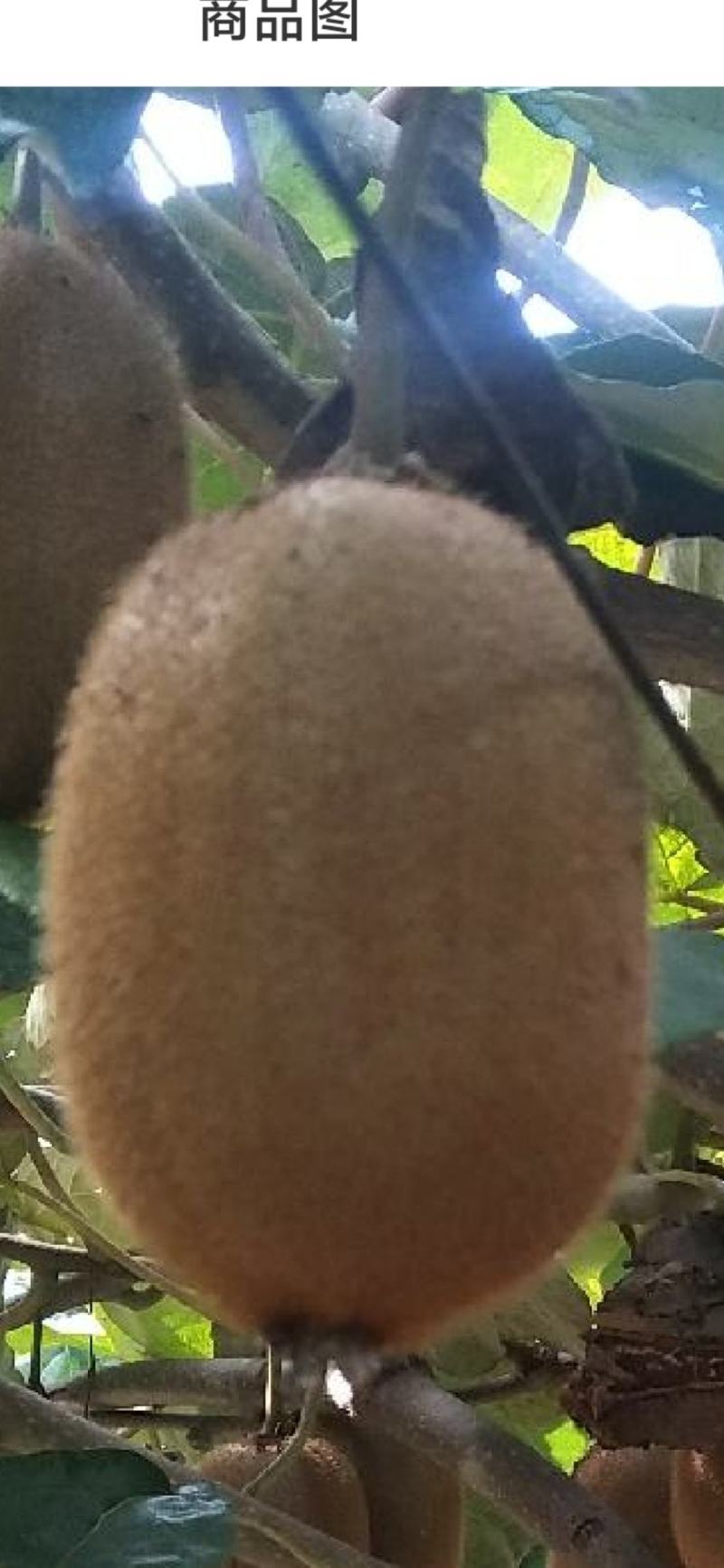 徐香猕猴桃