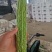 优质苦瓜，质量好，无黄的，皮青，长度，25.....30