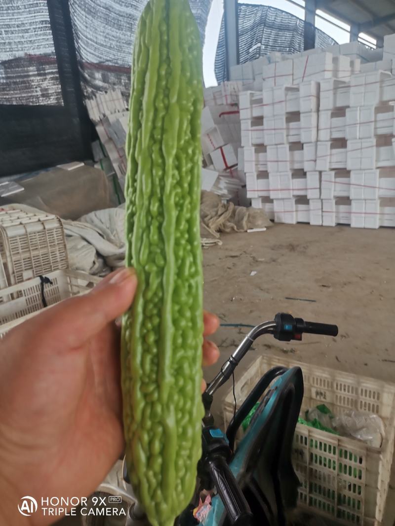 优质苦瓜，质量好，无黄的，皮青，长度，25.....30