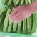 优质苦瓜，质量好，无黄的，皮青，长度，25.....30