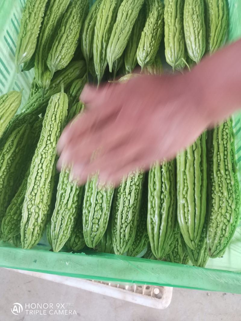 优质苦瓜，质量好，无黄的，皮青，长度，25.....30