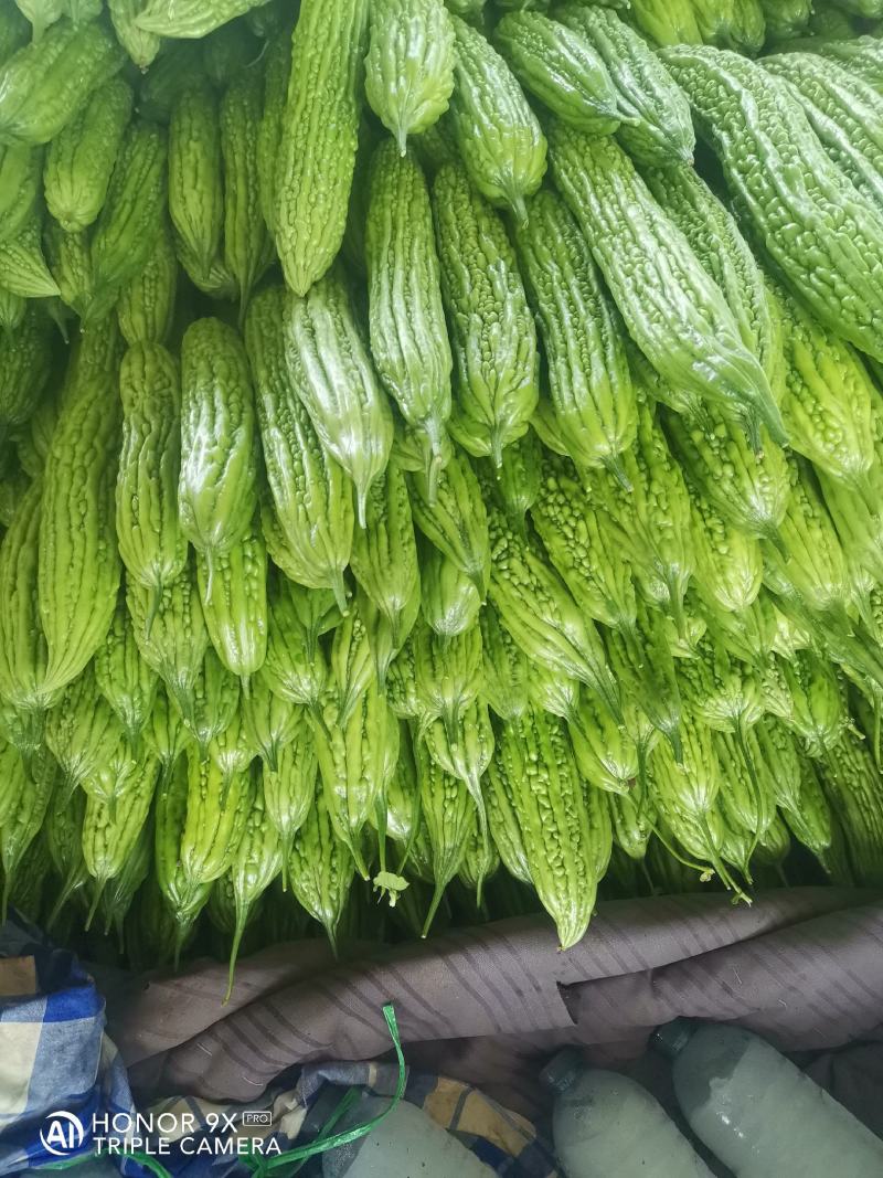 优质苦瓜，质量好，无黄的，皮青，长度，25.....30