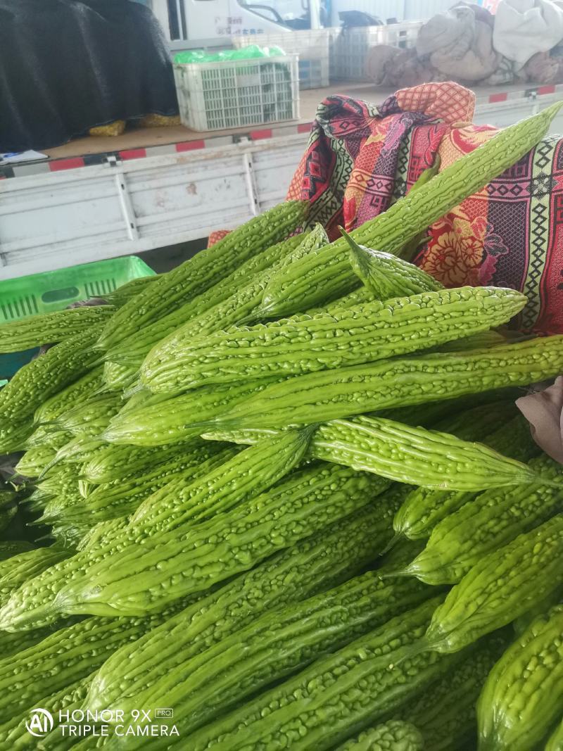 优质苦瓜，质量好，无黄的，皮青，长度，25.....30