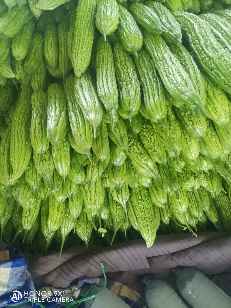 优质苦瓜，质量好，无黄的，皮青，长度，25.....30