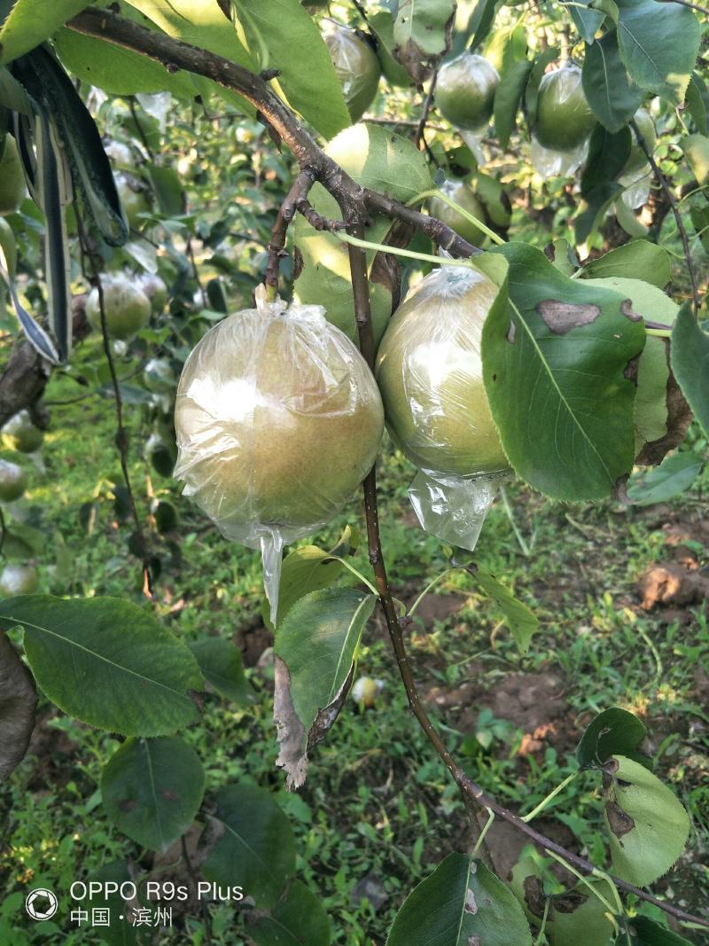 新七号梨