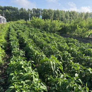 大蒜，柿子，大葱，茄子，大辣椒，尖椒，香葱以及小菜