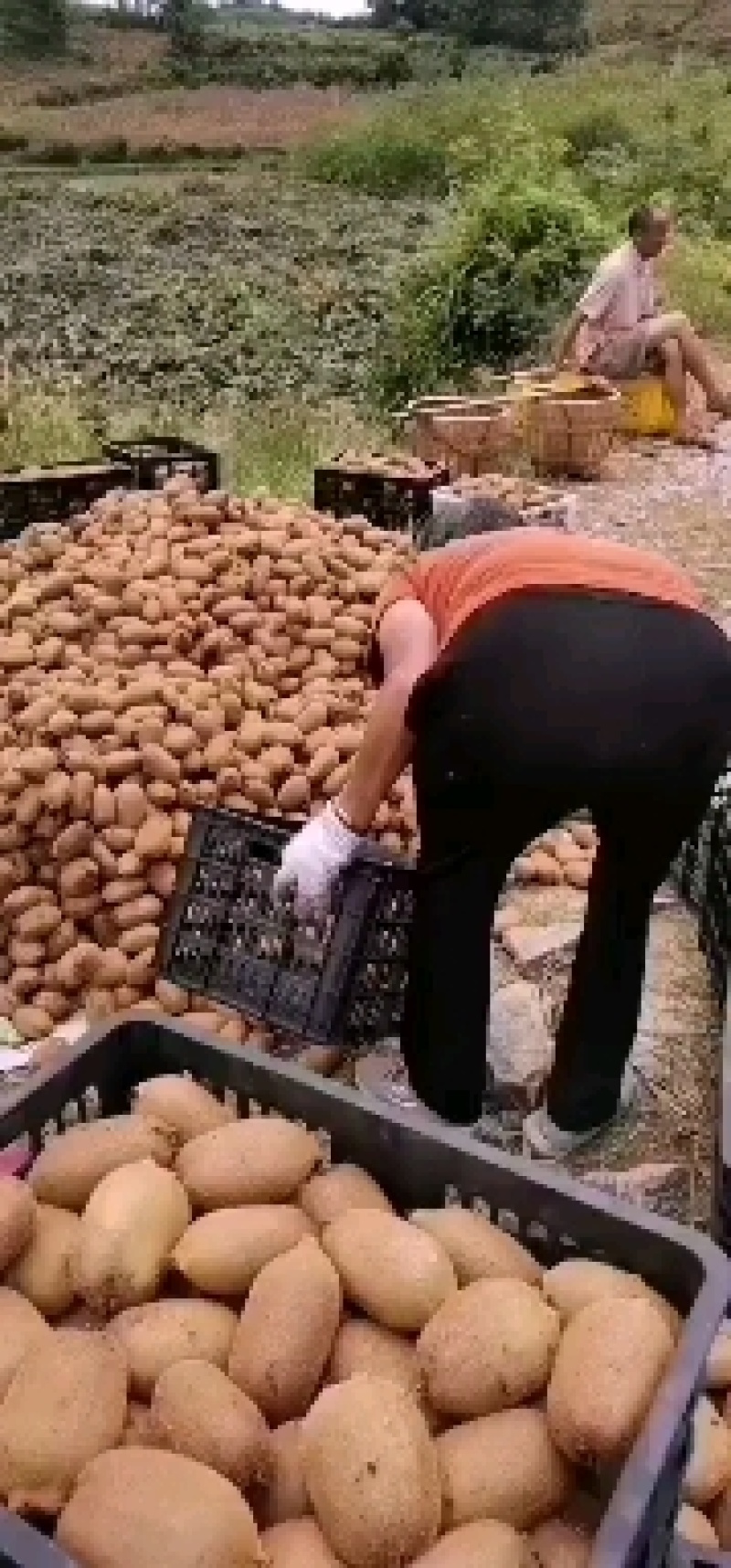 凤凰米良绿心猕猴桃，个头大，现摘现发，对接批发商电商。