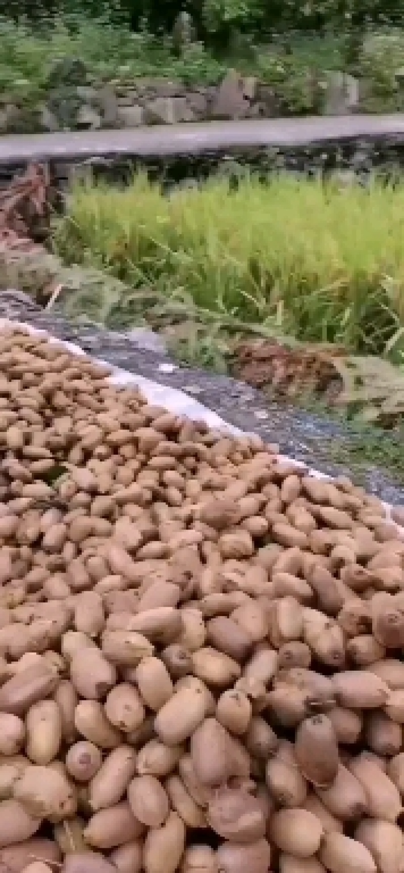 凤凰米良绿心猕猴桃，个头大，现摘现发，对接批发商电商。