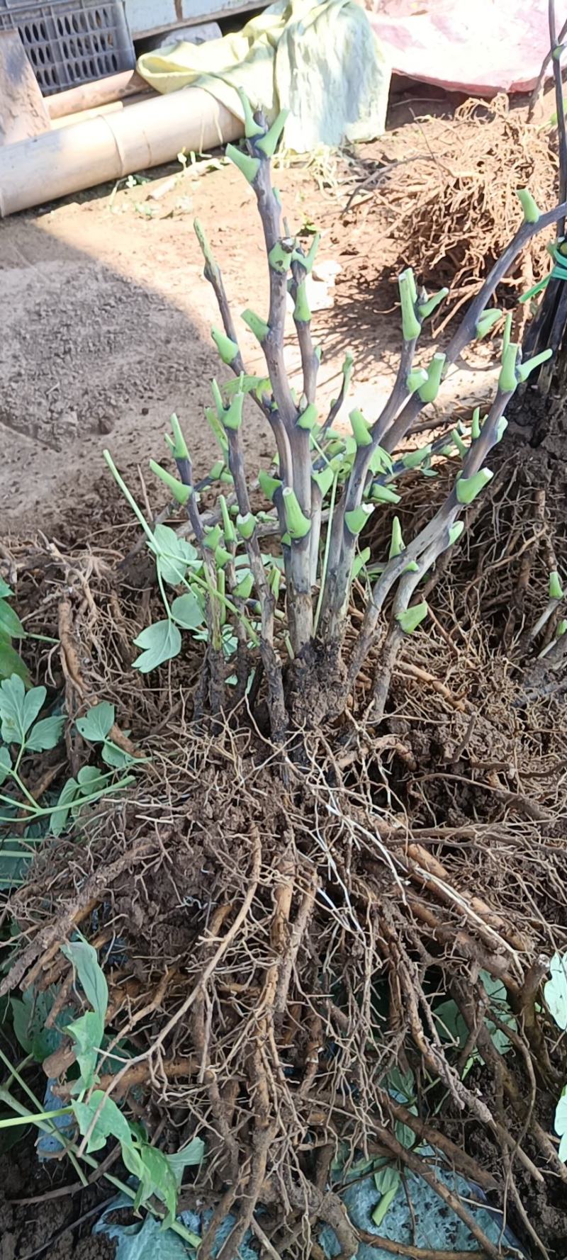 精品观赏牡丹菏泽基地直发品种多保开花保对版保成活