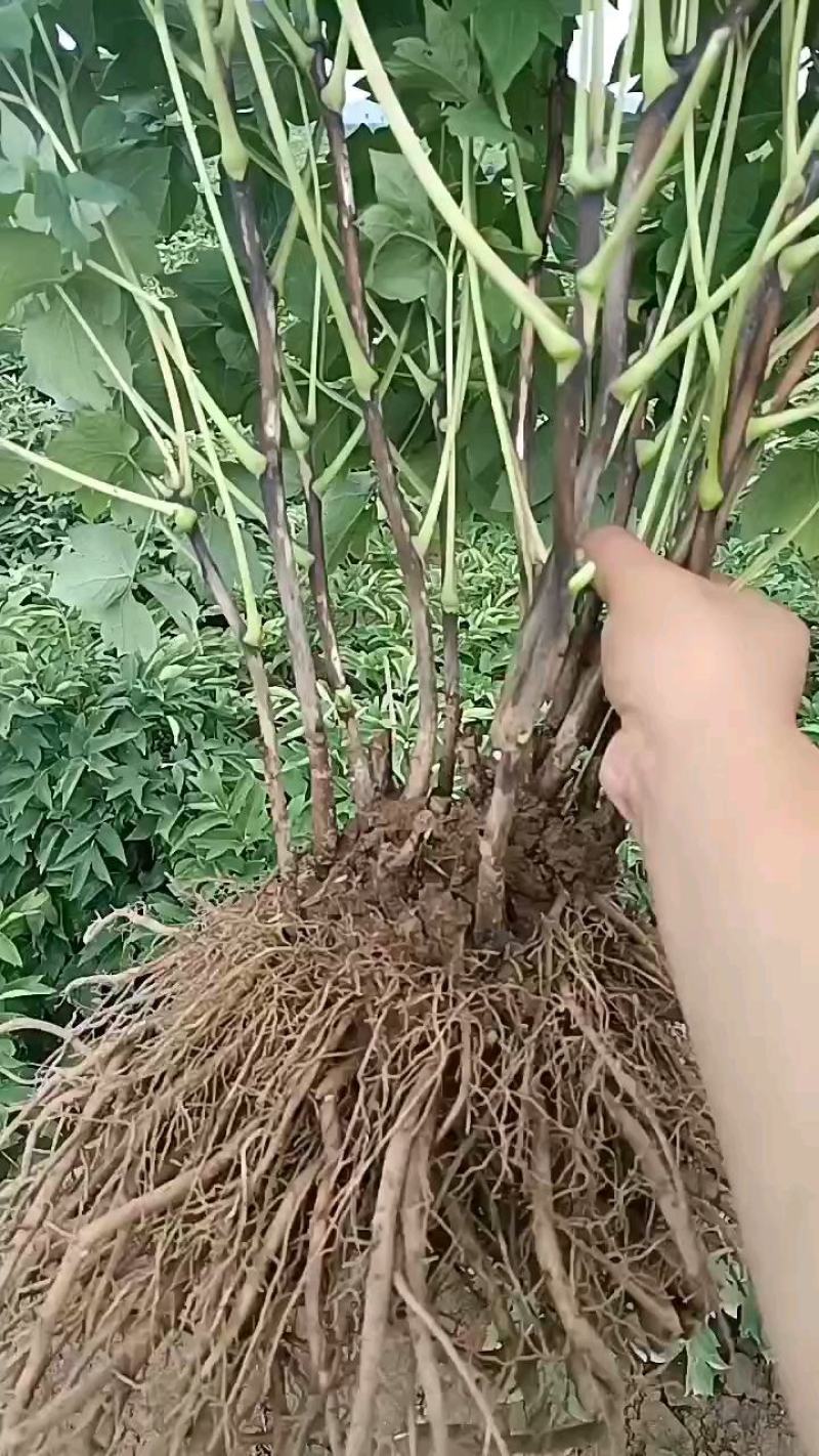 精品观赏牡丹菏泽基地直发品种多保开花保对版保成活