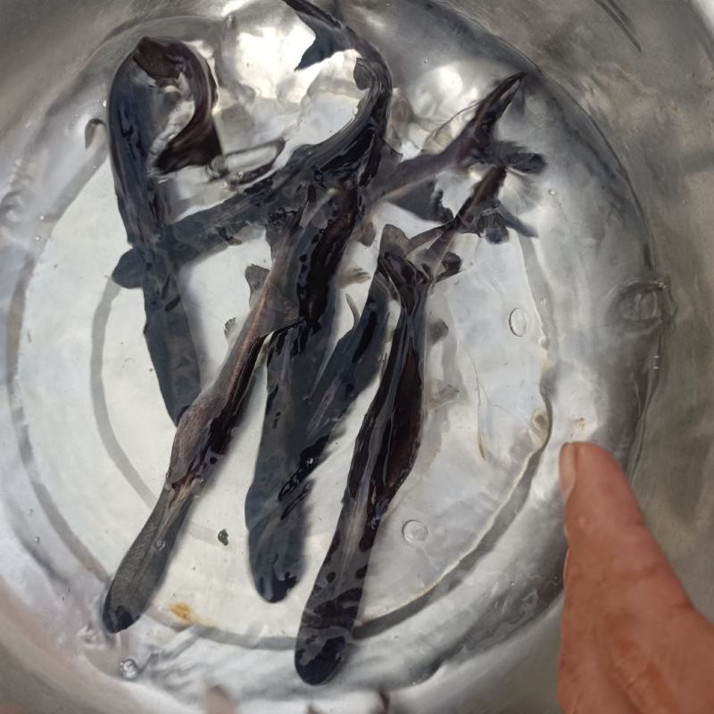 鸭嘴鱼（匙吻鲟）为软骨鱼类，体表裸露，泽润无鳞，吻呈汤匙