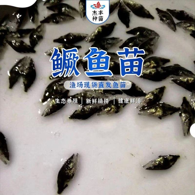 鳜鱼苗