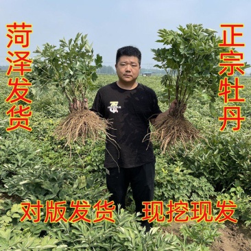 精品观赏牡丹菏泽基地直发品种多保开花保对版保成活