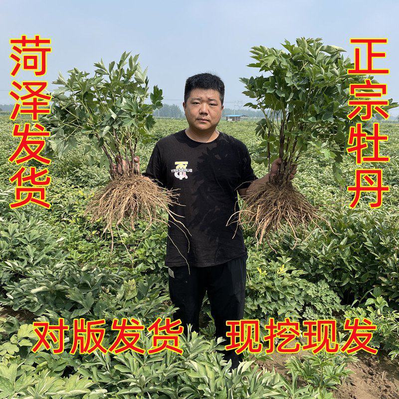 精品观赏牡丹菏泽基地直发品种多保开花保对版保成活