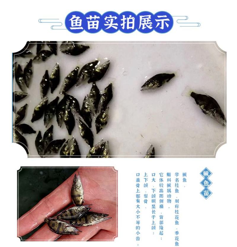 鳜鱼苗