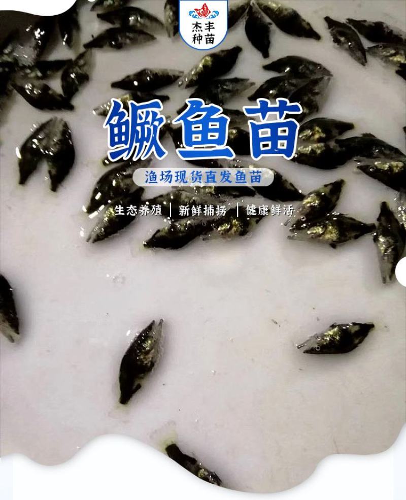 鳜鱼苗