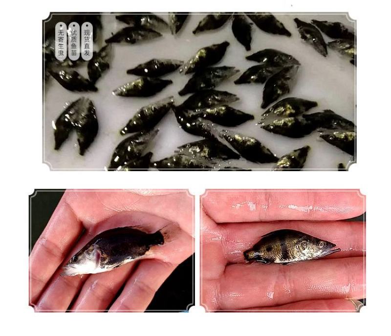 鳜鱼苗