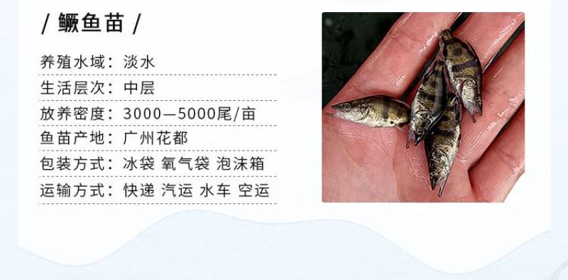 鳜鱼苗