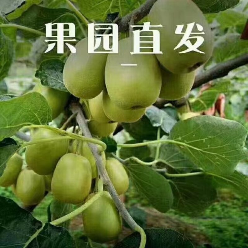 沐川生态猕猴桃