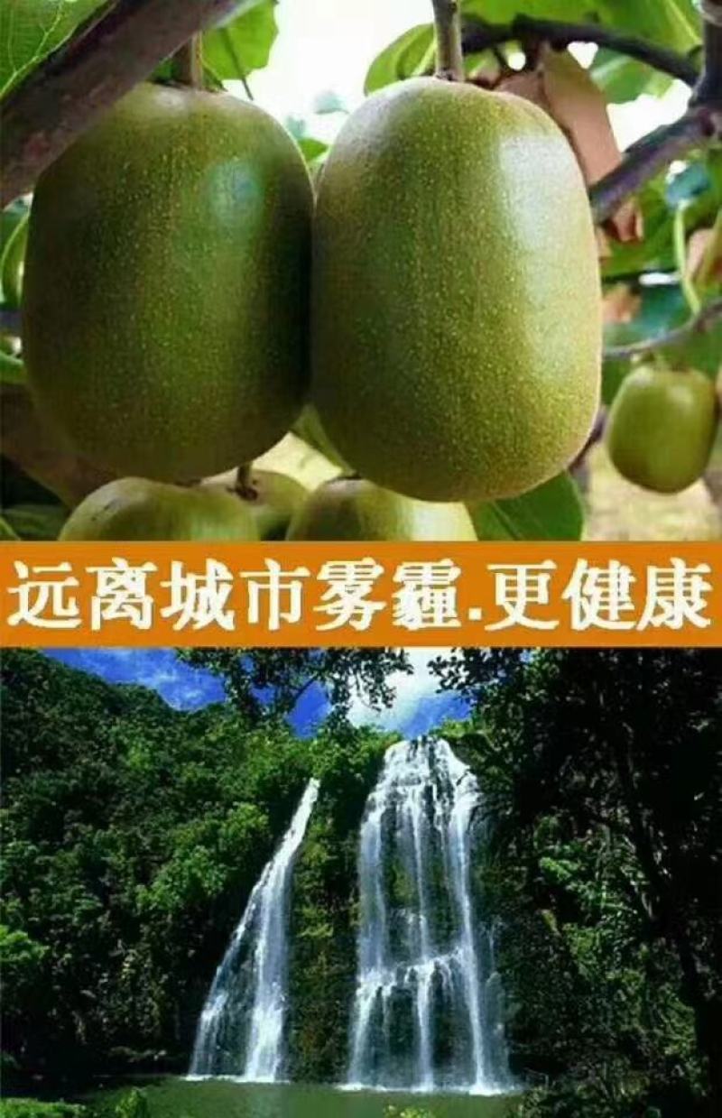 沐川生态猕猴桃