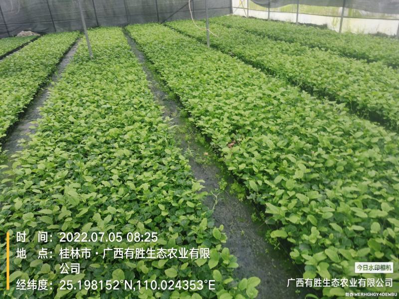 贵香蜜黄金果扦插、嫁接苗