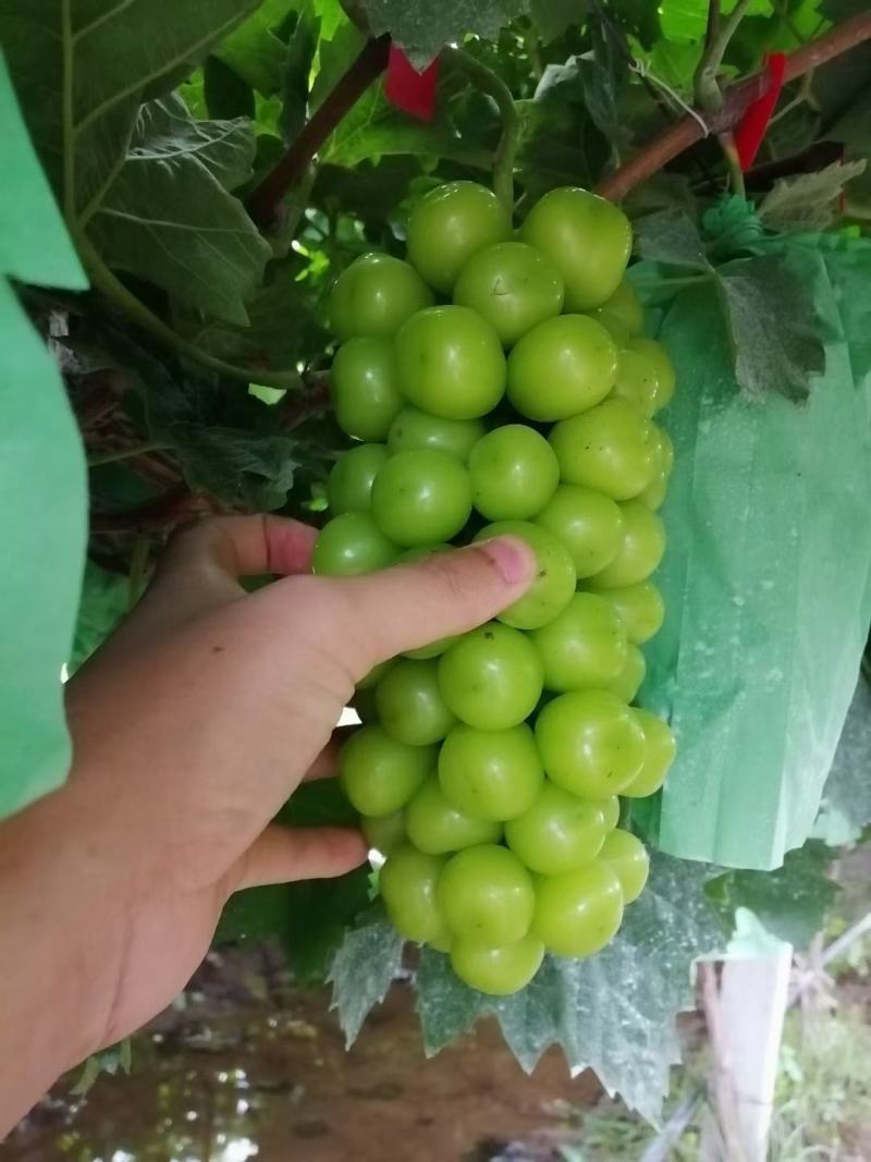 电商葡萄精品阳光玫瑰葡萄，晴王葡萄大量上市代发全国